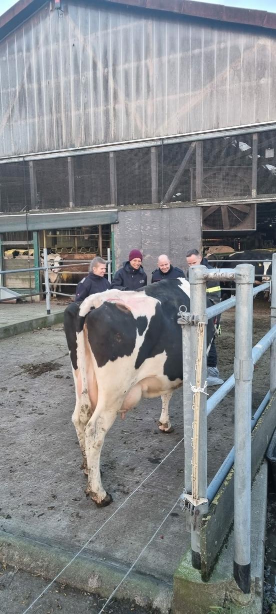 4 Personen stehen neben einer Kuh. Die Kuh ist von hinten fotografiert.