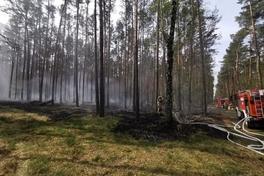 Brand Waldboden