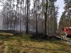 Brand Waldboden