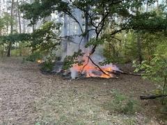 Feuer auf Waldboden