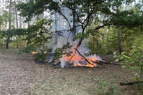 Feuer auf Waldboden