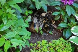 Entenfamilie