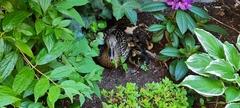 Entenfamilie