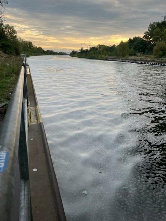 Algenteppich auf Wasser