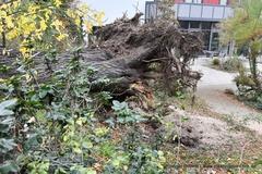 Baum auf Straße