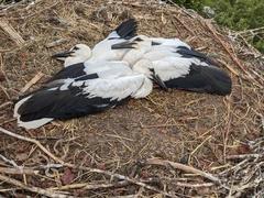 Drei junge Störche sitzen im Nest