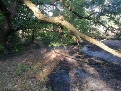 Verbrannte Erde unter einem Baum.