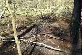 B:Wald