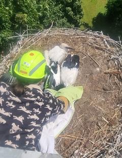 Storchennest von oben und eine Frau hebt ein Jungtier raus