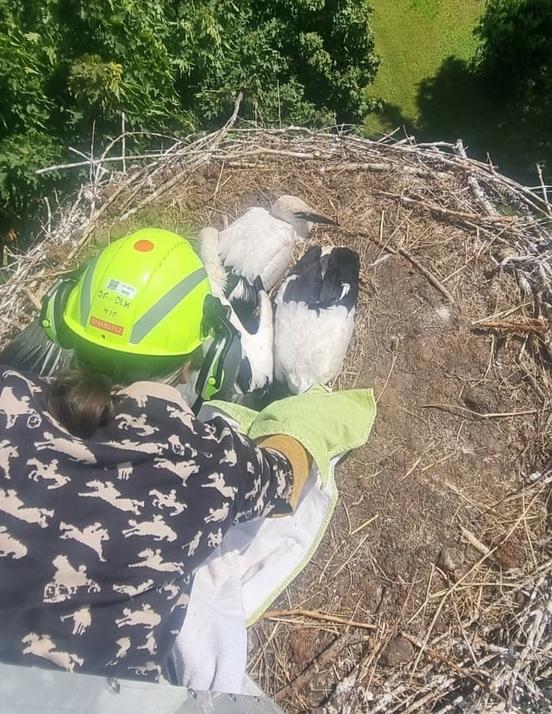 Storchennest von oben und eine Frau hebt ein Jungtier raus