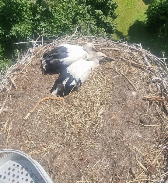 Jungstörche im Nest