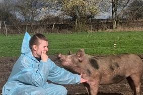 Frau im Vollschutzanzug mit einem Schwein.
