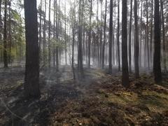 Brand Waldboden