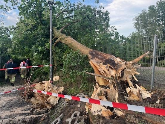 entwurzelter Baum