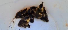 Entenfamilie