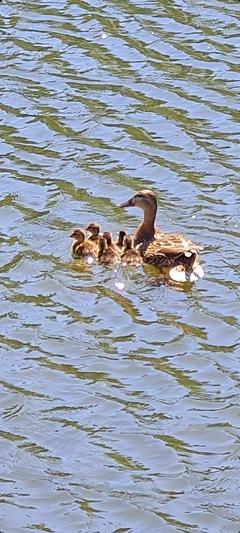 Entenfamilie