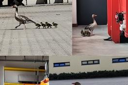 Gänsefamilie