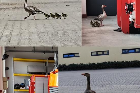 Gänsefamilie