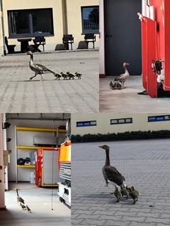Gänsefamilie