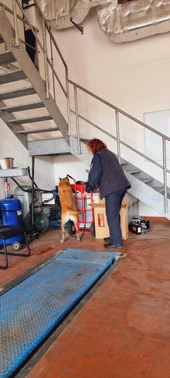Spürhund in der Werkstatt